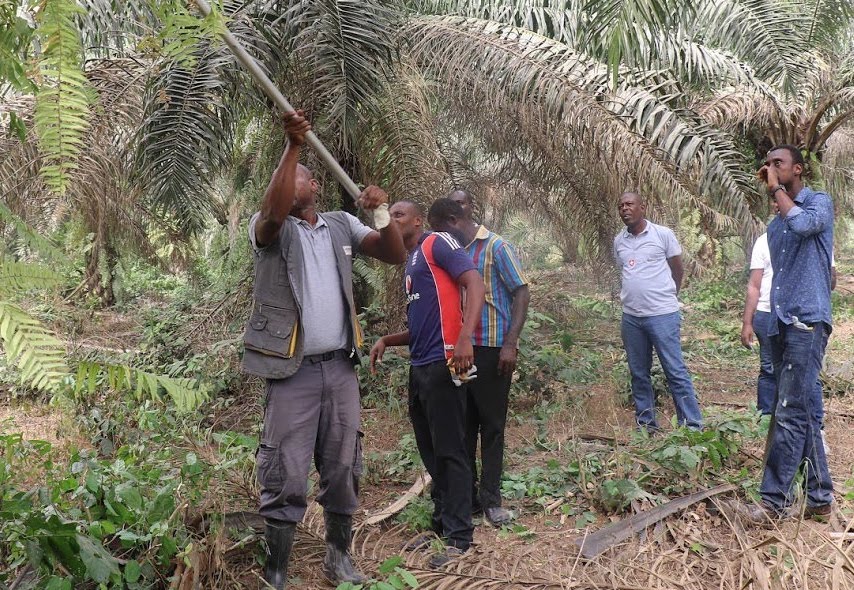 Oil palm plantation job vacancy 2013